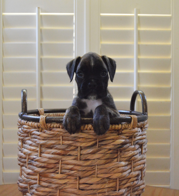 Recon x Paris puppy